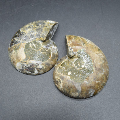 Pair of Brown Ammonite Cleoniceras Fossil Cut Slices from Madagascar - 7cm - 181 grams