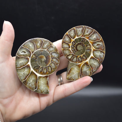 Pair of Brown Ammonite Cleoniceras Fossil Cut Slices from Madagascar - 7cm - 181 grams
