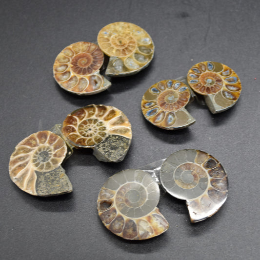 1 Pair Brown Ammonite Cleoniceras Fossil cut Slices from Madagascar - 3 Sizes