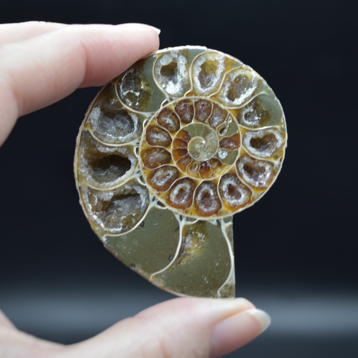 Pair of Brown Ammonite Cleoniceras Fossil Cut Slices from Madagascar - 5.6cm - 80 grams