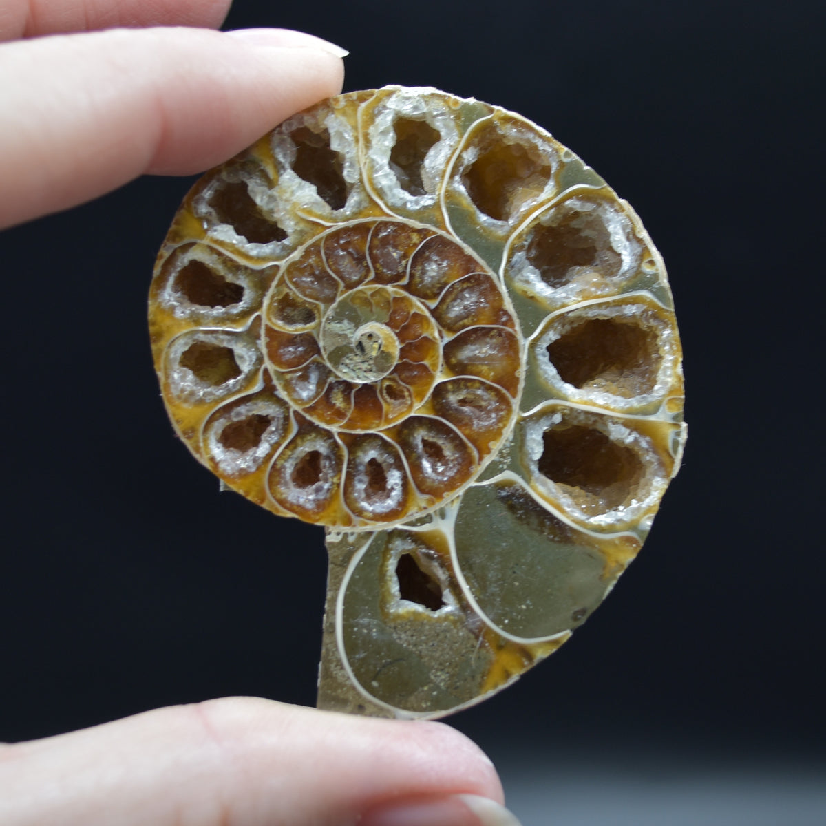 Pair of Brown Ammonite Cleoniceras Fossil Cut Slices from Madagascar - 5.6cm - 80 grams