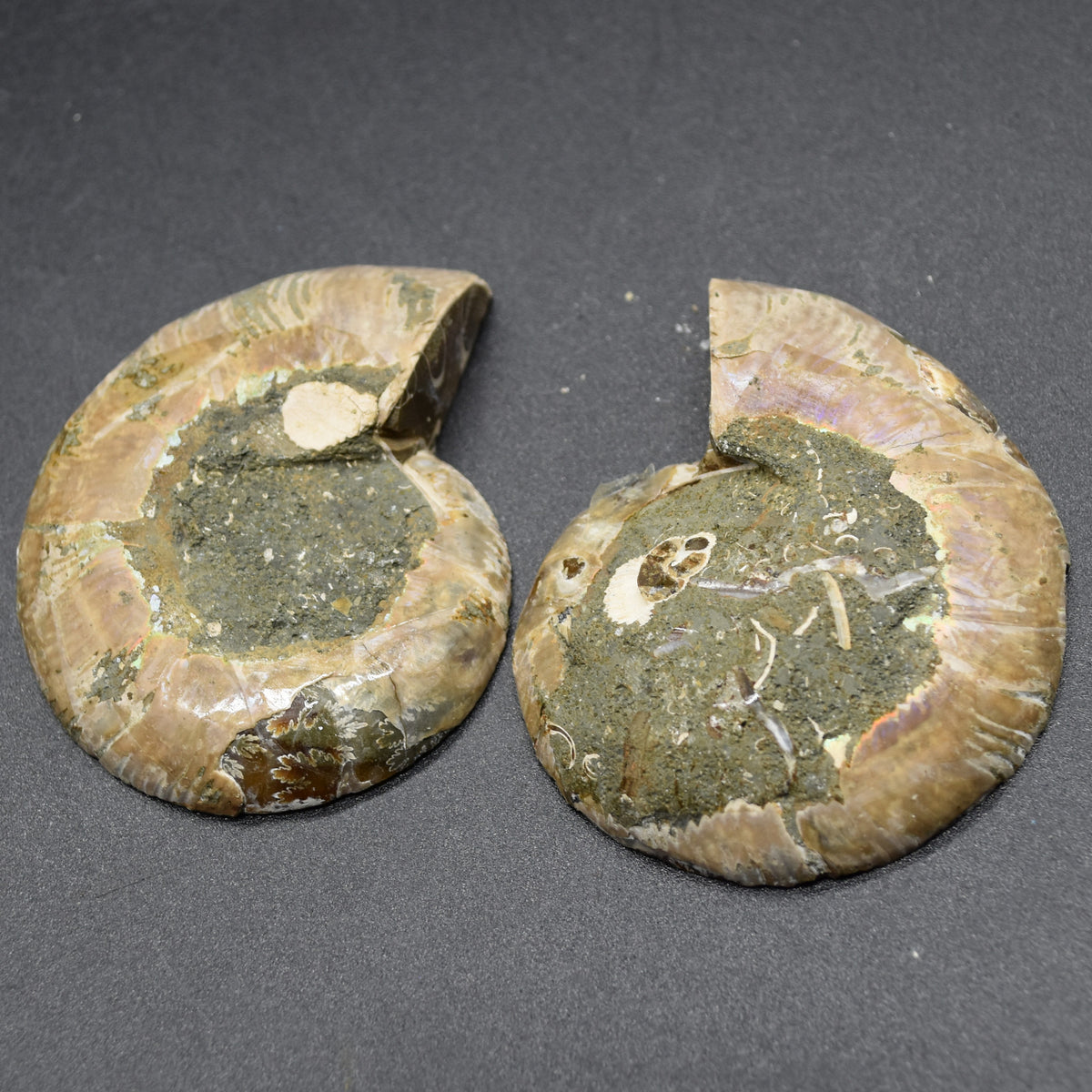 Pair of Brown Ammonite Cleoniceras Fossil Cut Slices from Madagascar - 5.6cm - 80 grams