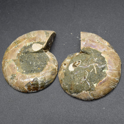 Pair of Brown Ammonite Cleoniceras Fossil Cut Slices from Madagascar - 5.6cm - 80 grams