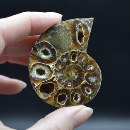 Pair of Brown Ammonite Cleoniceras Fossil Cut Slices from Madagascar - 5.5cm - 82 grams