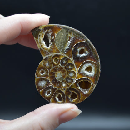 Pair of Brown Ammonite Cleoniceras Fossil Cut Slices from Madagascar - 5.5cm - 82 grams