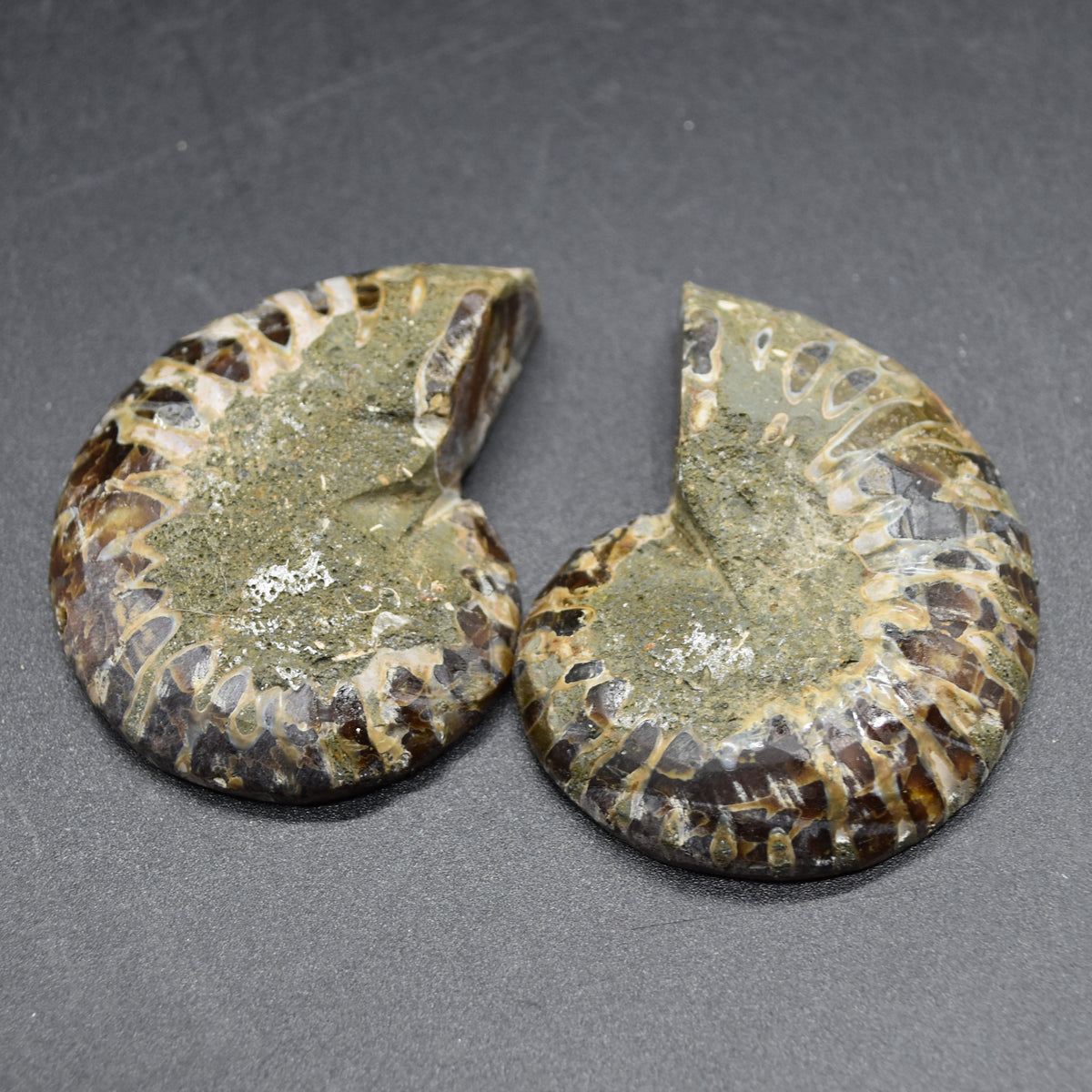 Pair of Brown Ammonite Cleoniceras Fossil Cut Slices from Madagascar - 5.5cm - 82 grams