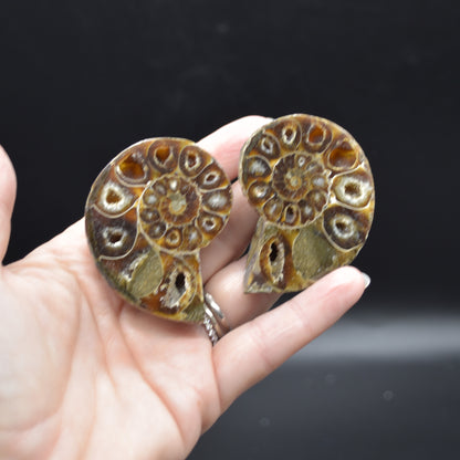 Pair of Brown Ammonite Cleoniceras Fossil Cut Slices from Madagascar - 5.5cm - 82 grams