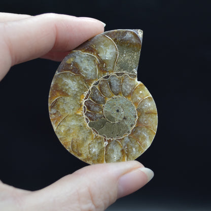 Pair of Brown Ammonite Cleoniceras Fossil Cut Slices from Madagascar - 5.2cm - 69 grams