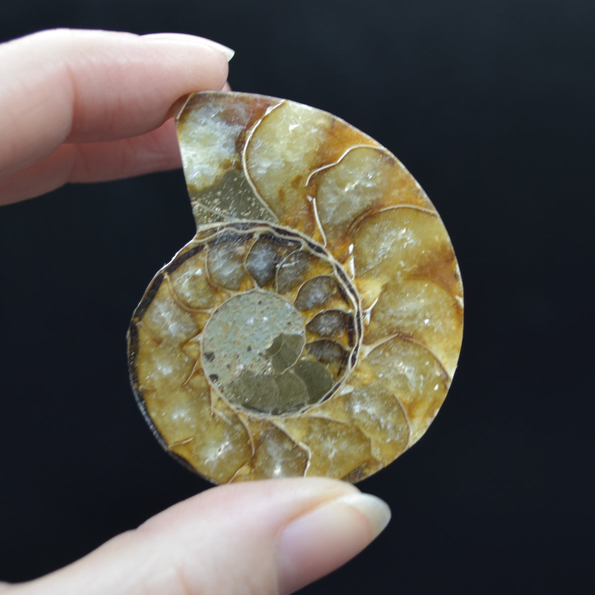 Pair of Brown Ammonite Cleoniceras Fossil Cut Slices from Madagascar - 5.2cm - 69 grams