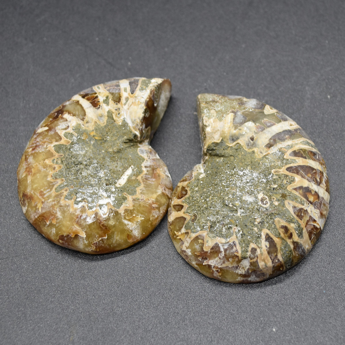 Pair of Brown Ammonite Cleoniceras Fossil Cut Slices from Madagascar - 5.2cm - 69 grams