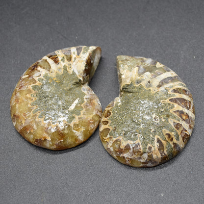 Pair of Brown Ammonite Cleoniceras Fossil Cut Slices from Madagascar - 5.2cm - 69 grams