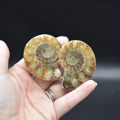 Pair of Brown Ammonite Cleoniceras Fossil Cut Slices from Madagascar - 5.2cm - 69 grams