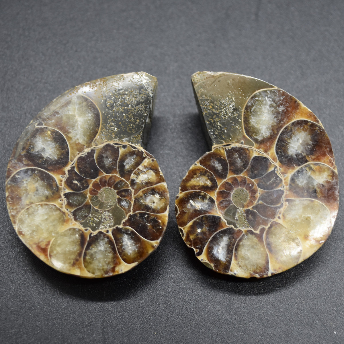Pair of Brown Ammonite Cleoniceras Fossil Cut Slices from Madagascar - 5cm - 58 grams