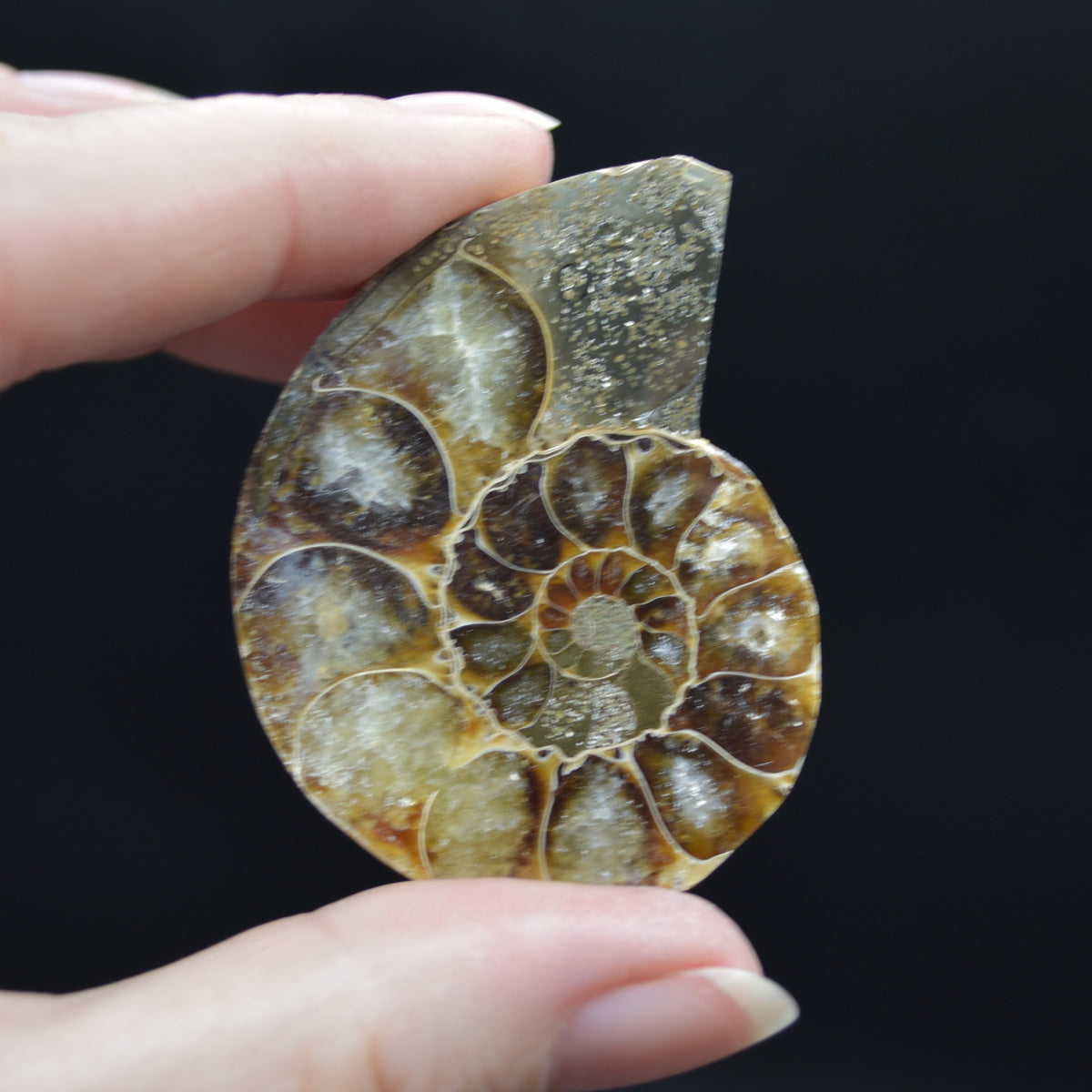 Pair of Brown Ammonite Cleoniceras Fossil Cut Slices from Madagascar - 5cm - 58 grams