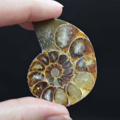 Pair of Brown Ammonite Cleoniceras Fossil Cut Slices from Madagascar - 5cm - 58 grams