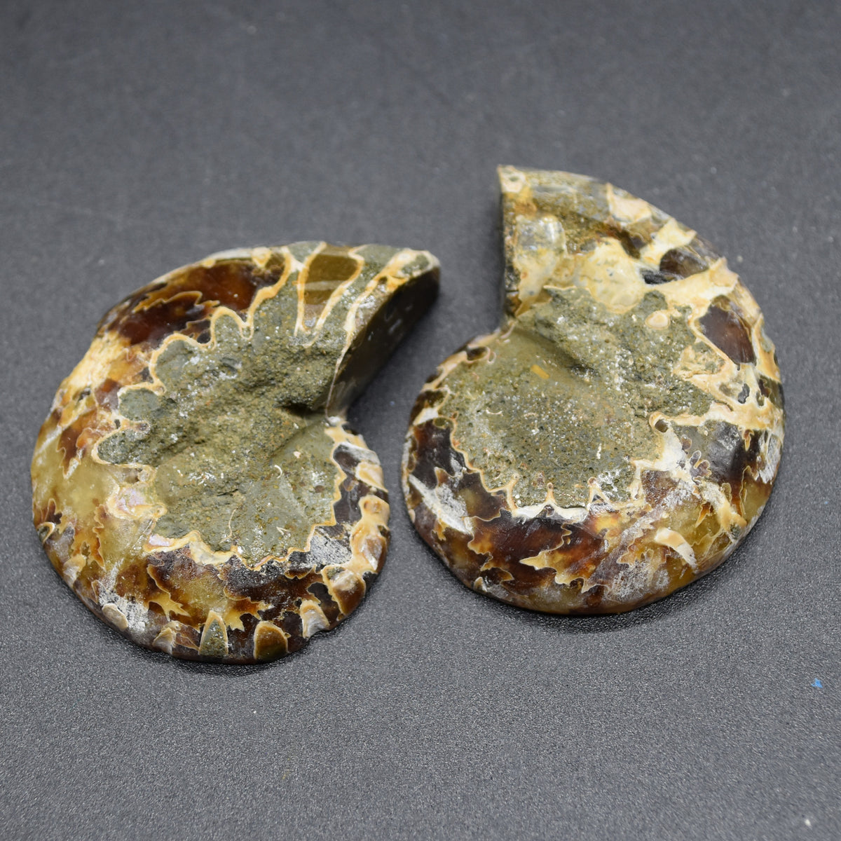 Pair of Brown Ammonite Cleoniceras Fossil Cut Slices from Madagascar - 5cm - 58 grams