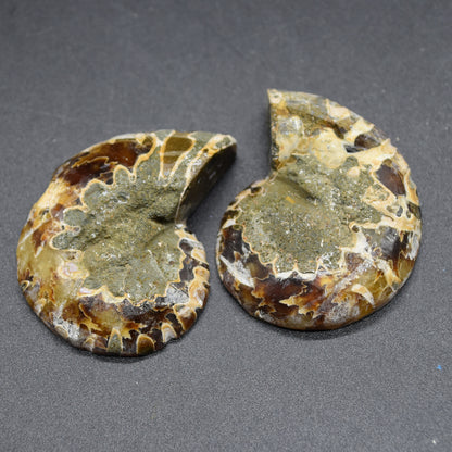 Pair of Brown Ammonite Cleoniceras Fossil Cut Slices from Madagascar - 5cm - 58 grams