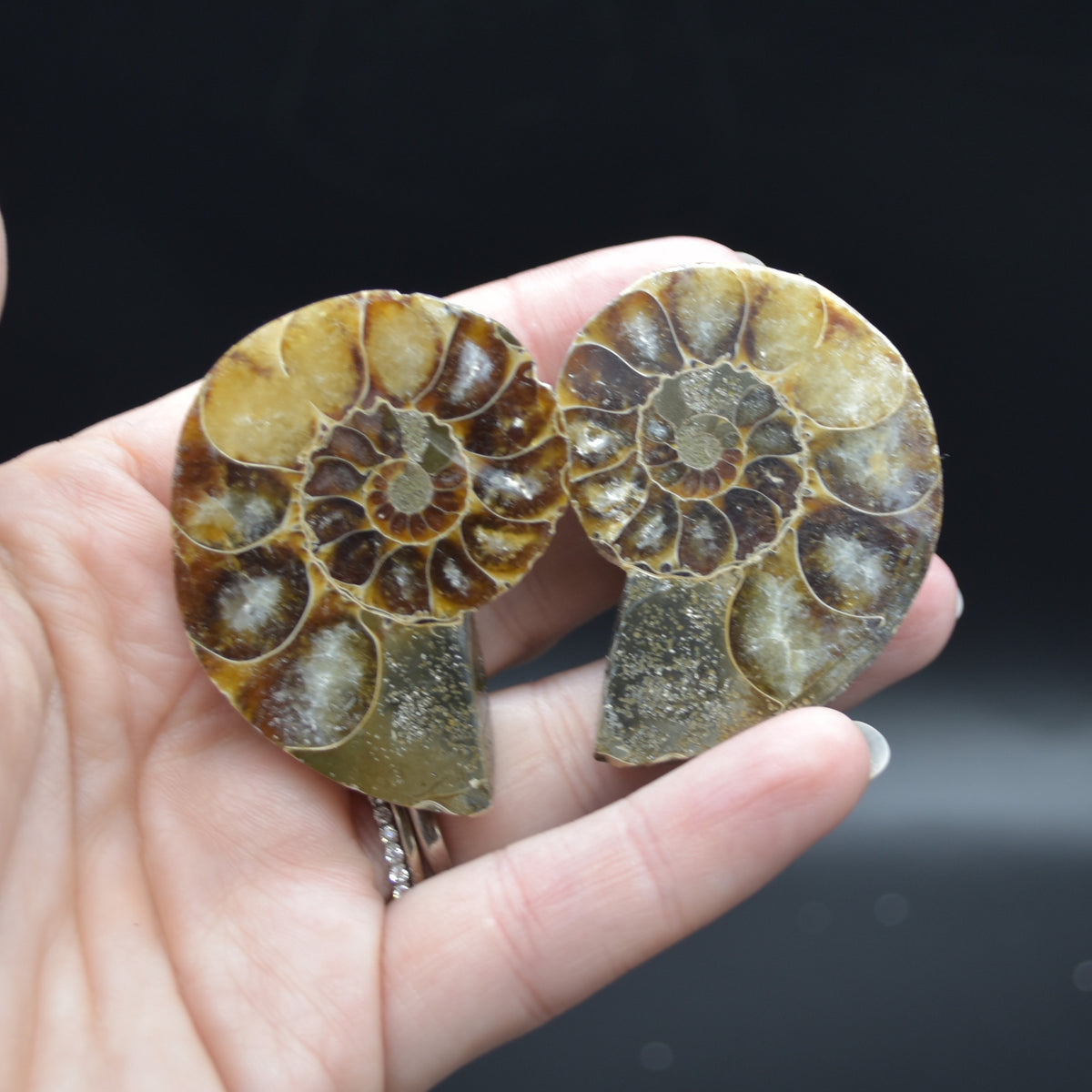 Pair of Brown Ammonite Cleoniceras Fossil Cut Slices from Madagascar - 5cm - 58 grams