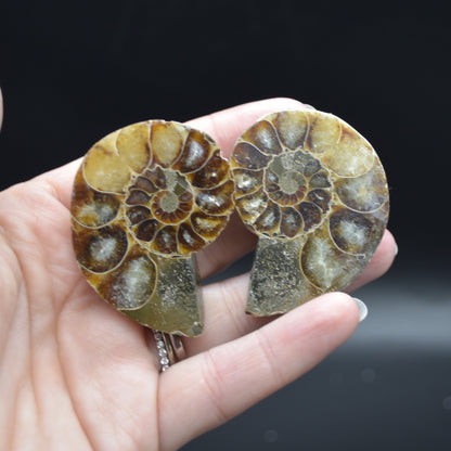 Pair of Brown Ammonite Cleoniceras Fossil Cut Slices from Madagascar - 5cm - 58 grams