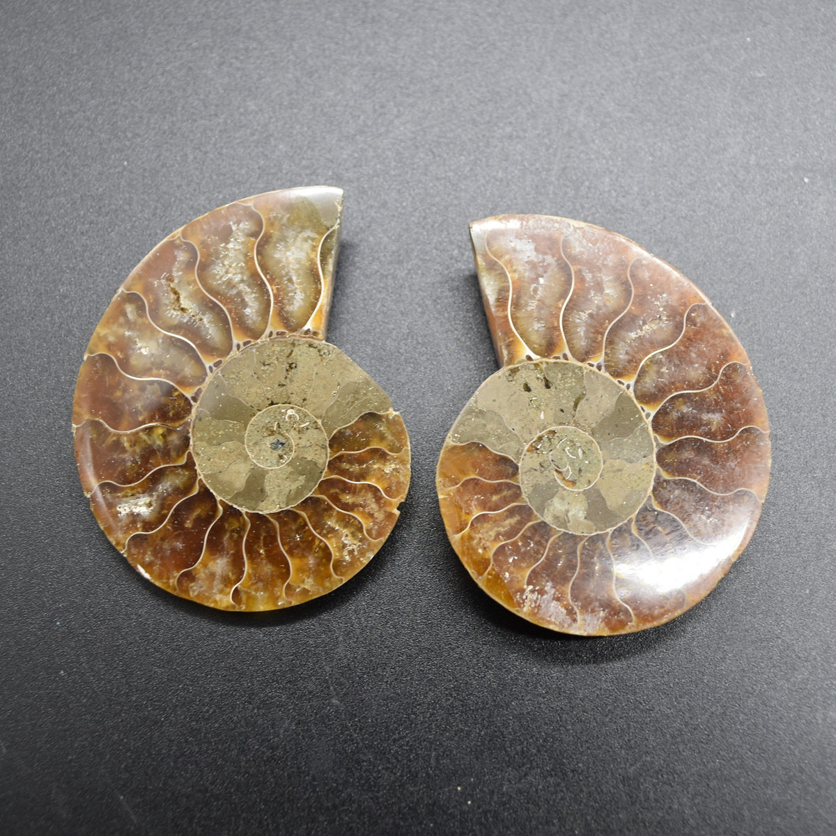 Pair of Brown Ammonite Cleoniceras Fossil Cut Slices from Madagascar - 3 Sizes