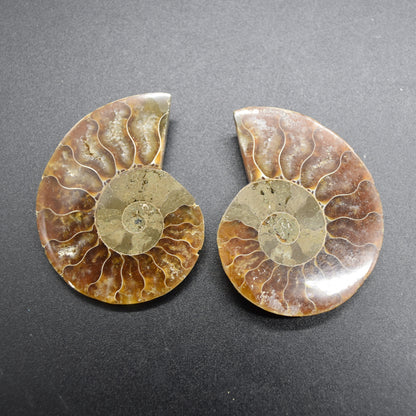 Pair of Brown Ammonite Cleoniceras Fossil Cut Slices from Madagascar - 3 Sizes