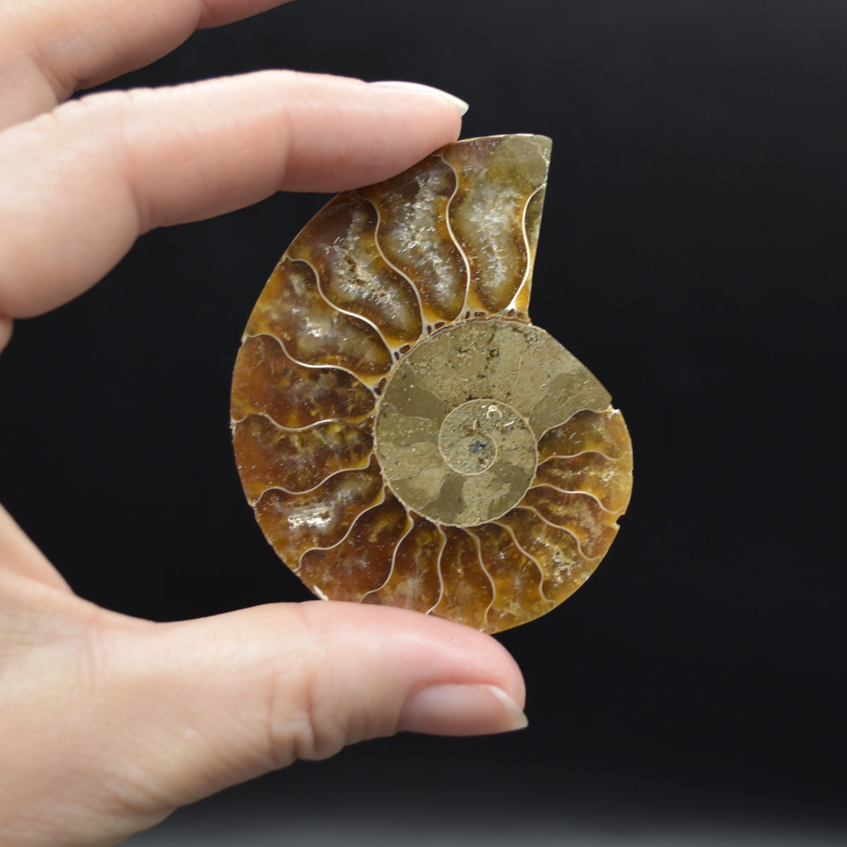 Pair of Brown Ammonite Cleoniceras Fossil Cut Slices from Madagascar - 3 Sizes