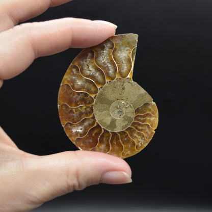 Pair of Brown Ammonite Cleoniceras Fossil Cut Slices from Madagascar - 3 Sizes