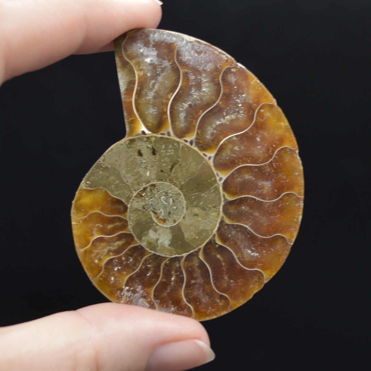 Pair of Brown Ammonite Cleoniceras Fossil Cut Slices from Madagascar - 3 Sizes