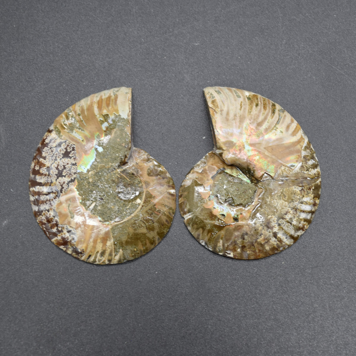 Pair of Brown Ammonite Cleoniceras Fossil Cut Slices from Madagascar - 3 Sizes