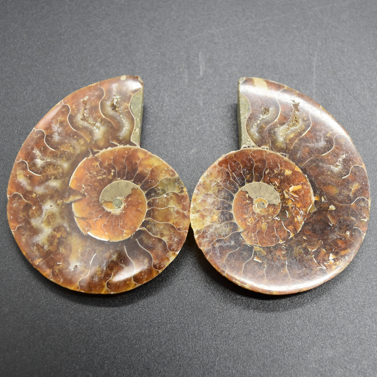 Pair of Brown Ammonite Cleoniceras Fossil Cut Slices from Madagascar - 3 Sizes