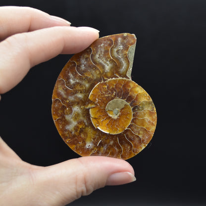 Pair of Brown Ammonite Cleoniceras Fossil Cut Slices from Madagascar - 3 Sizes