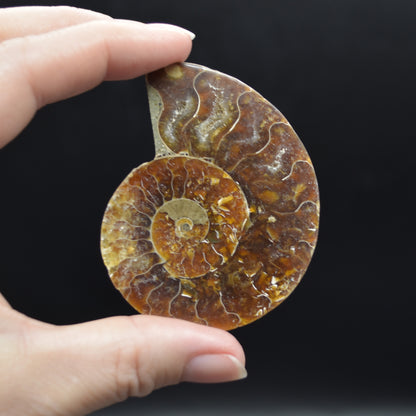 Pair of Brown Ammonite Cleoniceras Fossil Cut Slices from Madagascar - 3 Sizes