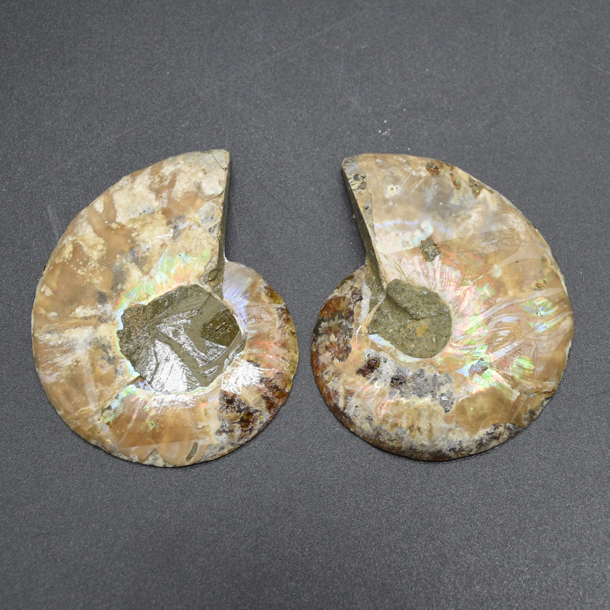 Pair of Brown Ammonite Cleoniceras Fossil Cut Slices from Madagascar - 3 Sizes