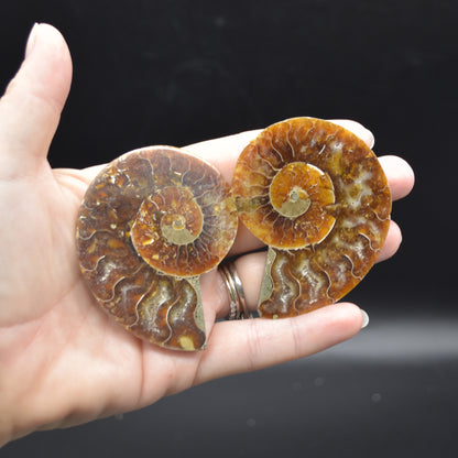 Pair of Brown Ammonite Cleoniceras Fossil Cut Slices from Madagascar - 3 Sizes