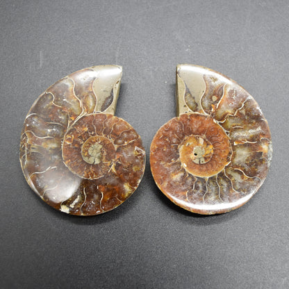 Pair of Brown Ammonite Cleoniceras Fossil Cut Slices from Madagascar - 3 Sizes