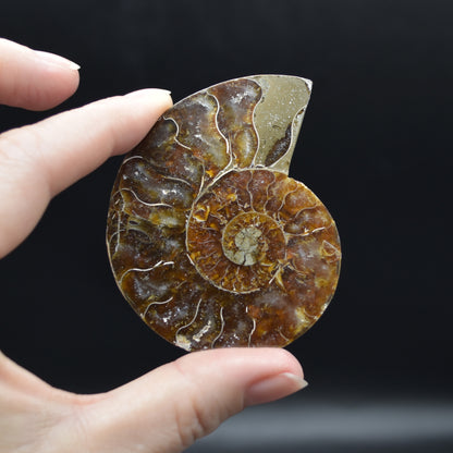 Pair of Brown Ammonite Cleoniceras Fossil Cut Slices from Madagascar - 3 Sizes