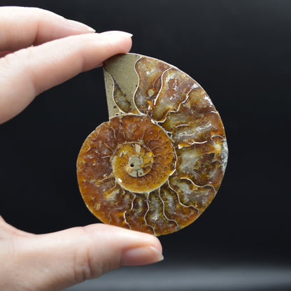 Pair of Brown Ammonite Cleoniceras Fossil Cut Slices from Madagascar - 3 Sizes