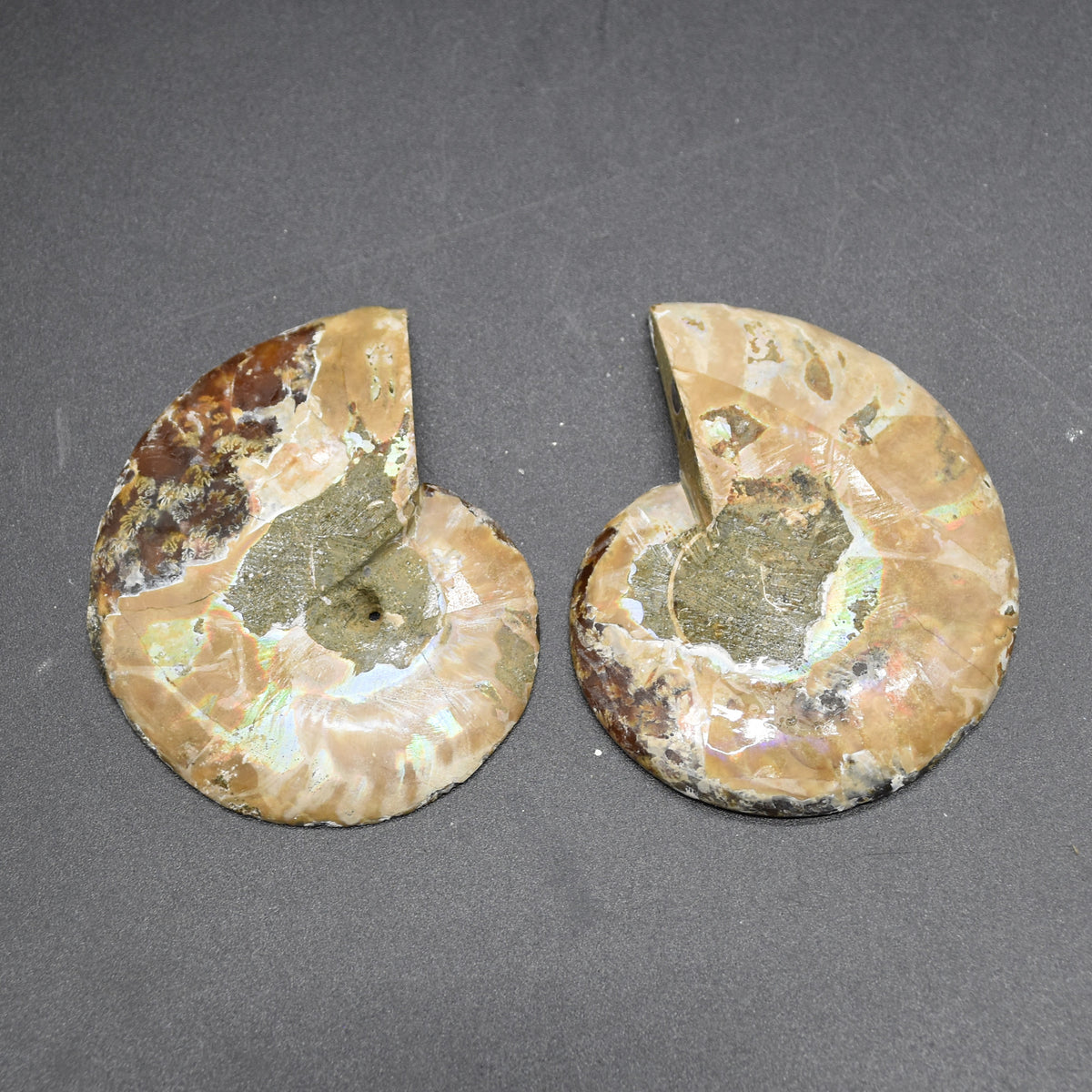 Pair of Brown Ammonite Cleoniceras Fossil Cut Slices from Madagascar - 3 Sizes