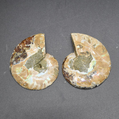 Pair of Brown Ammonite Cleoniceras Fossil Cut Slices from Madagascar - 3 Sizes