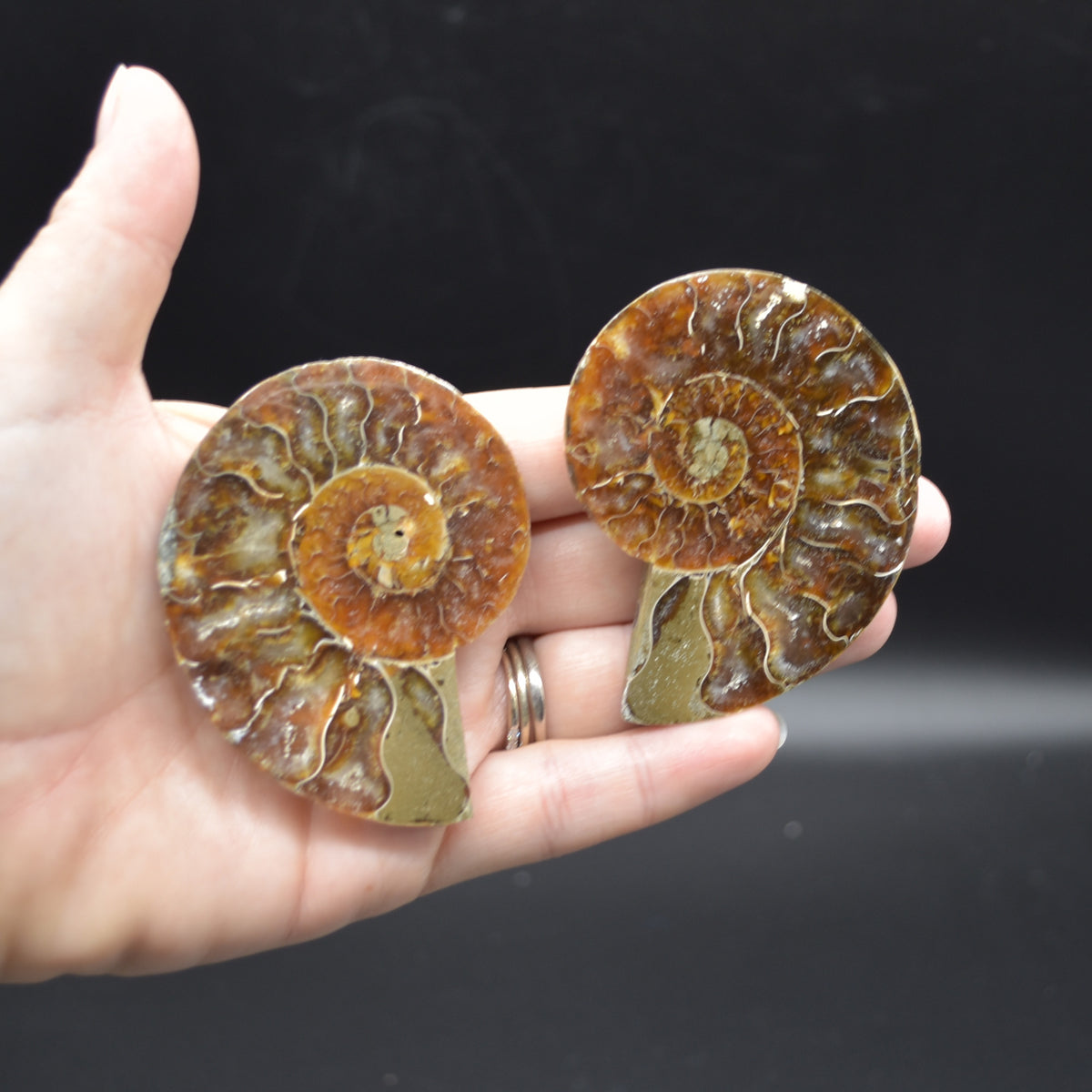Pair of Brown Ammonite Cleoniceras Fossil Cut Slices from Madagascar - 3 Sizes