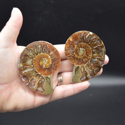 Pair of Brown Ammonite Cleoniceras Fossil Cut Slices from Madagascar - 3 Sizes