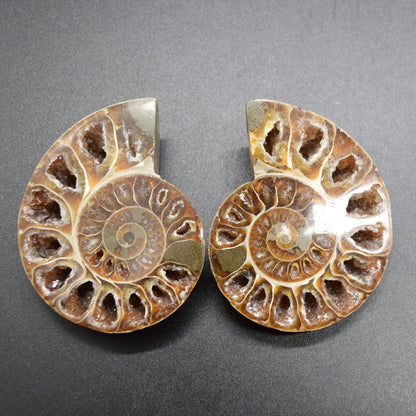 Pair of Brown Ammonite Cleoniceras Fossil Cut Slices from Madagascar - 3 Sizes