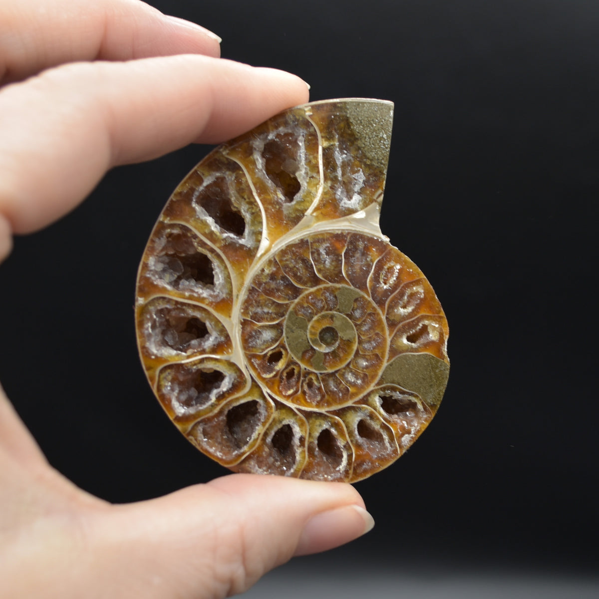 Pair of Brown Ammonite Cleoniceras Fossil Cut Slices from Madagascar - 3 Sizes