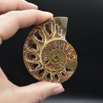 Pair of Brown Ammonite Cleoniceras Fossil Cut Slices from Madagascar - 3 Sizes