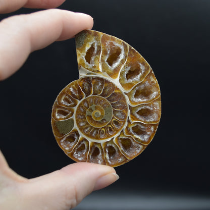 Pair of Brown Ammonite Cleoniceras Fossil Cut Slices from Madagascar - 3 Sizes