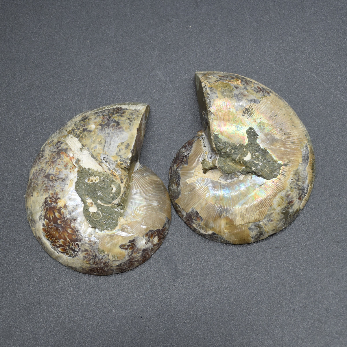 Pair of Brown Ammonite Cleoniceras Fossil Cut Slices from Madagascar - 3 Sizes