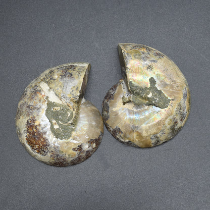 Pair of Brown Ammonite Cleoniceras Fossil Cut Slices from Madagascar - 3 Sizes