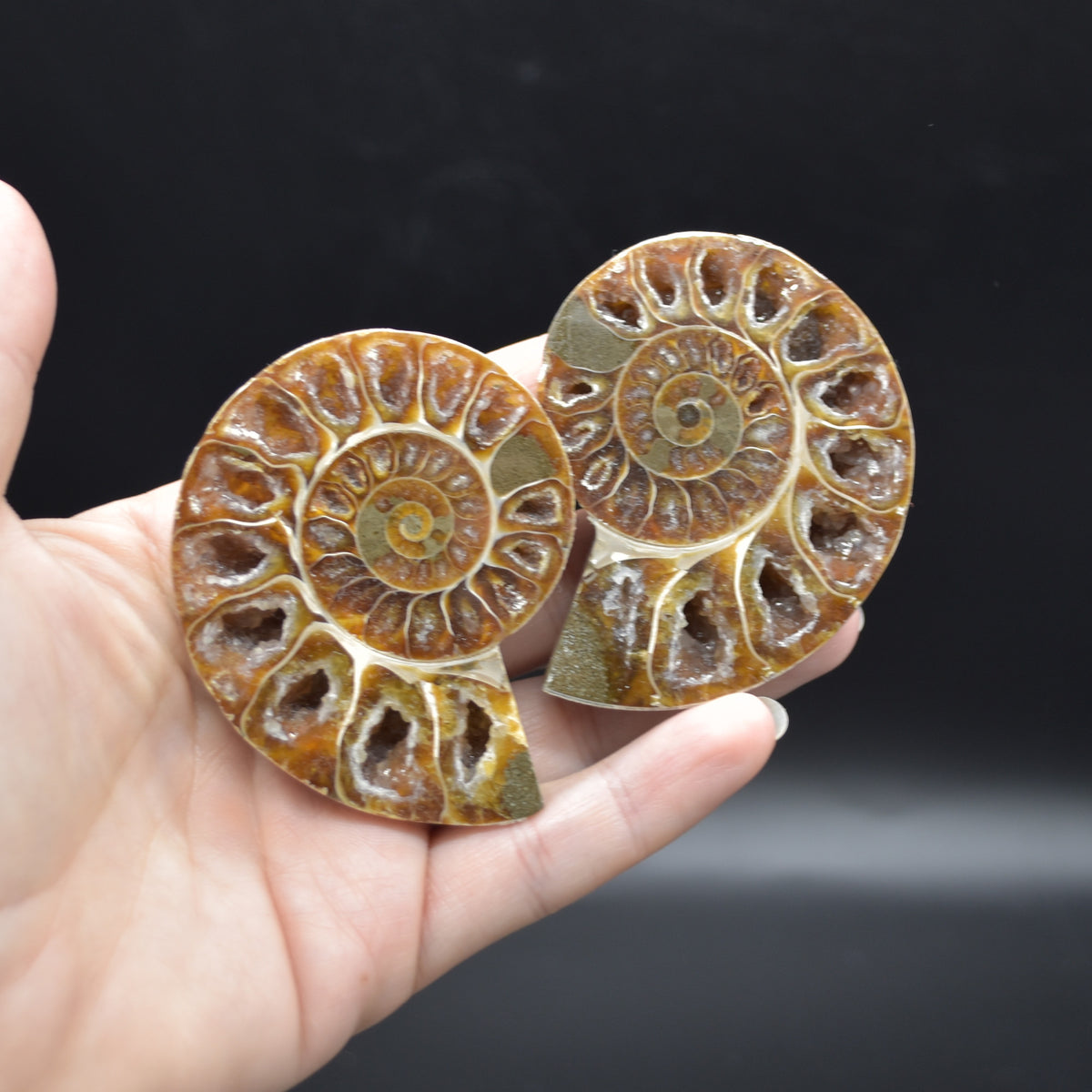 Pair of Brown Ammonite Cleoniceras Fossil Cut Slices from Madagascar - 3 Sizes