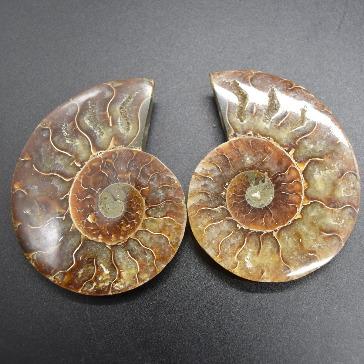 Pair of Brown Ammonite Cleoniceras Fossil Cut Slices from Madagascar - 3 Sizes