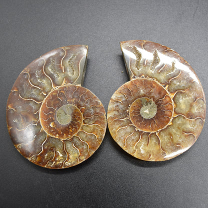 Pair of Brown Ammonite Cleoniceras Fossil Cut Slices from Madagascar - 3 Sizes